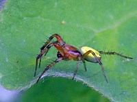 Araignée courge, araniella cucurbitina