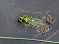 Petite grenouille verte
