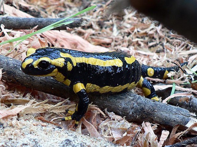 Salamandre tachetéee, salamandra salamandra