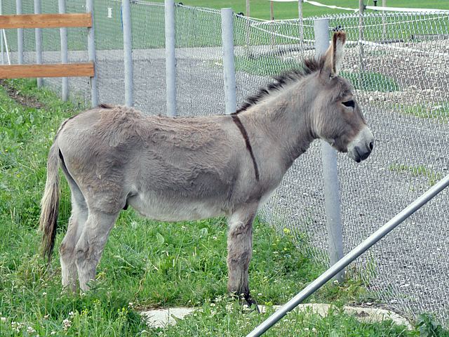 Ane, equus asinus