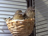 Jeunes canaris au nid