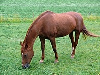 Cheval, equus caballus