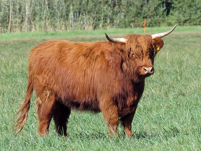 Vache Highland, bos taurus