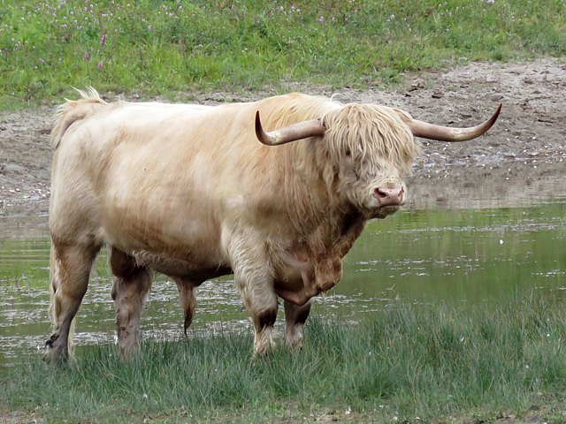 Vache Highland, bos taurus