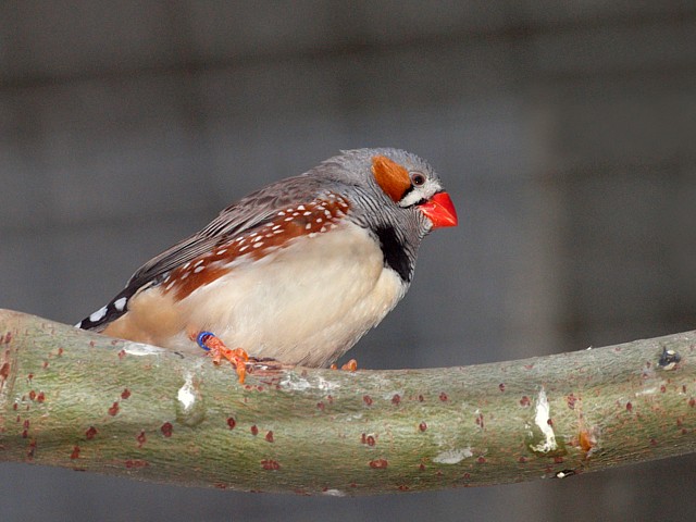 Diamant mandarin, taeniopygia guttata