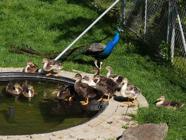 Mare aux canards