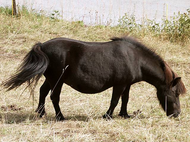 Poney, equus caballus