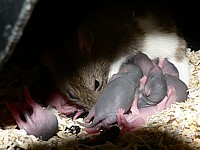 Rat d'élevage, rattus norvegicus domesticus