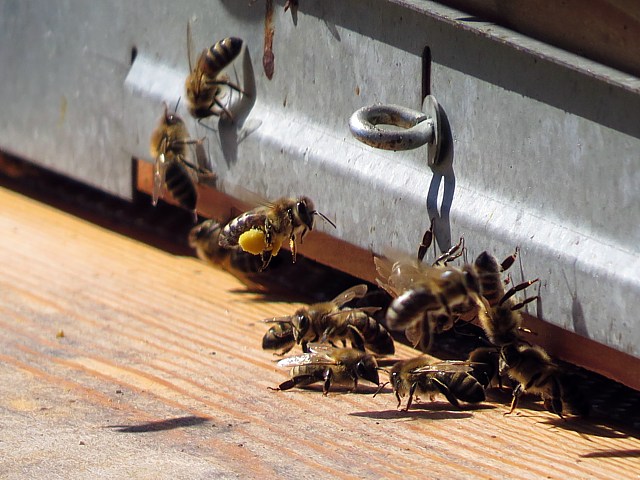 Abeilles devant la ruche