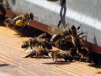 La danse des abeilles