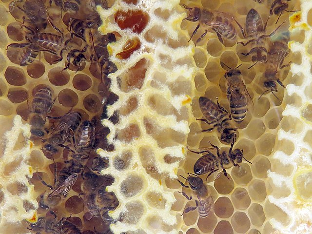 Dans la ruche