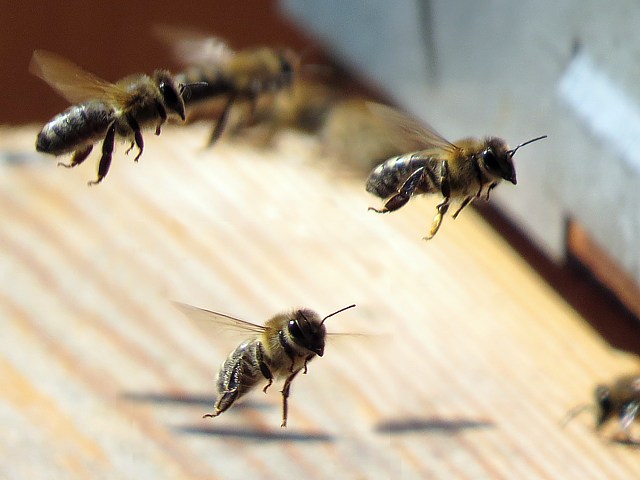 Envol des abeilles