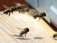 Devant la ruche
