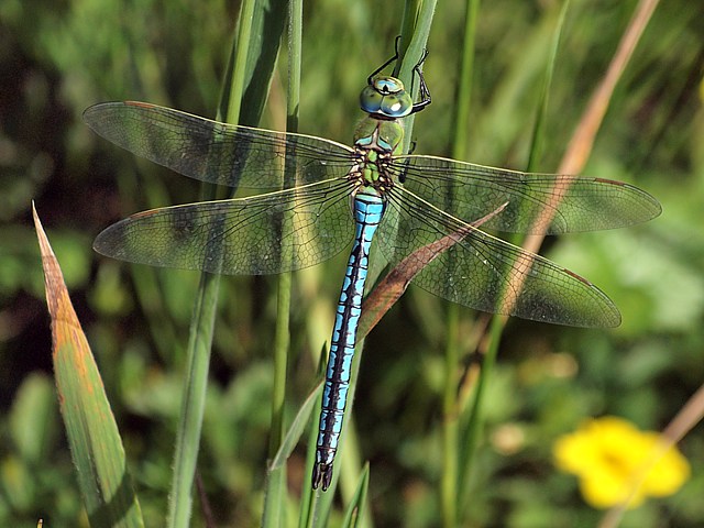 Anax empereur, anax imperator