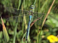 Anax empereur, anax imperator