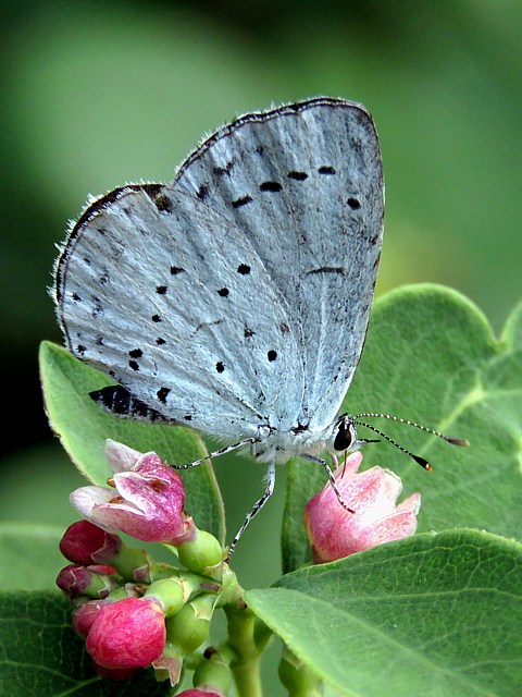 Azur des Nerpruns, celastrina argiolus