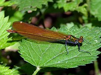 Caloptéryx vierge femelle