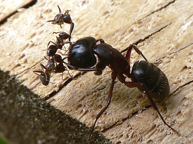 Attaque de fourmis, camponotus vagus