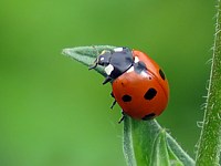 coccinelle à sept points, coccinella septempunctata