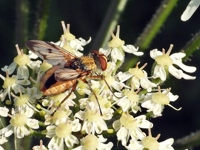 Ectophasie crassipennis, ectophasia crassipennis