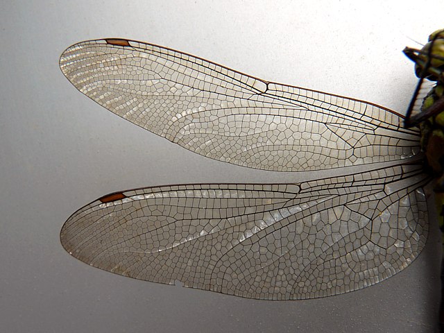 Les ailes de la libellule