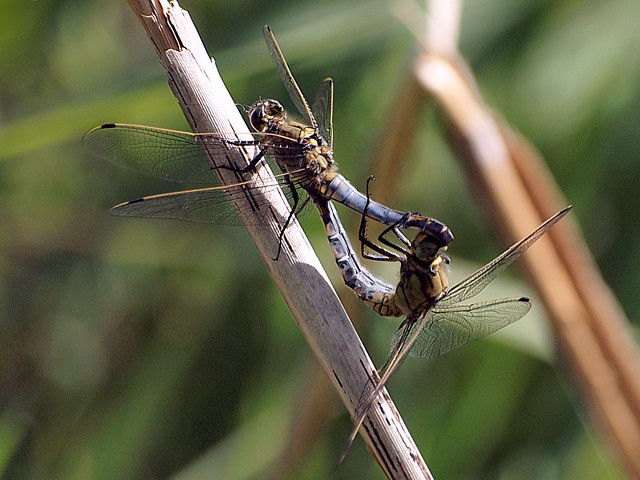 Orthtrum rticul, accouplement