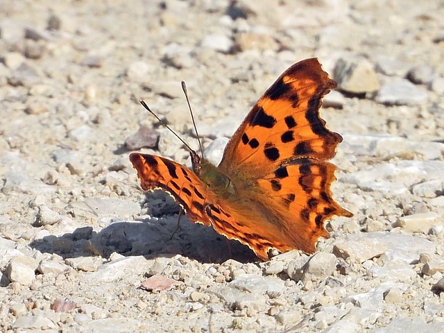 Robert le diable - polygonia c-album