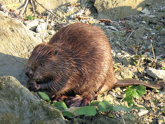 Castor se rgalant de mres