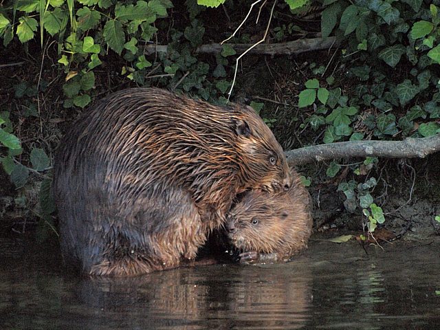 Castor et son petit dans l'Areuse