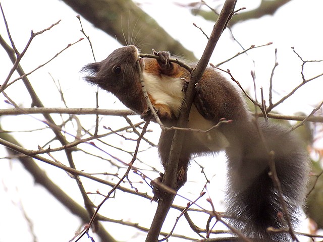 Ecureuil roux sur un arbre