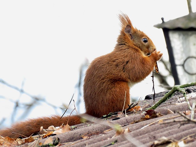 Ecureuil roux sur un toit