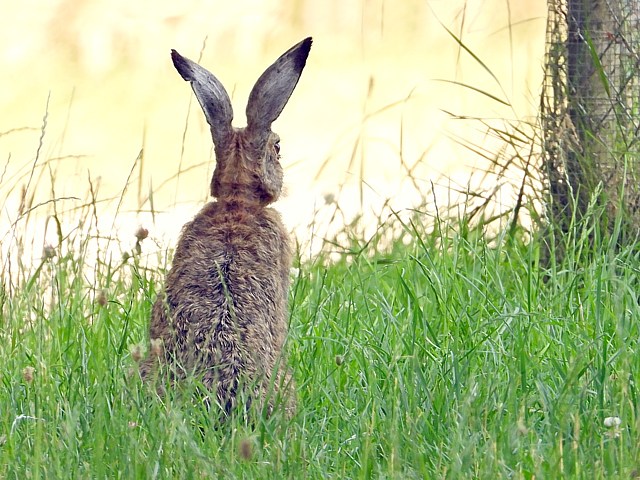 Lièvre brun dans les hautes herbes