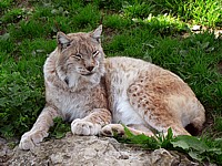 Lynx, lynx lynx