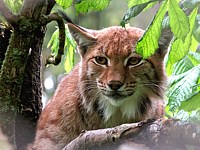 Regard de lynx