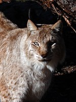 Lynx debout