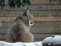 Lynx en hiver