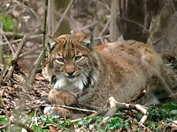 Lynx au repos