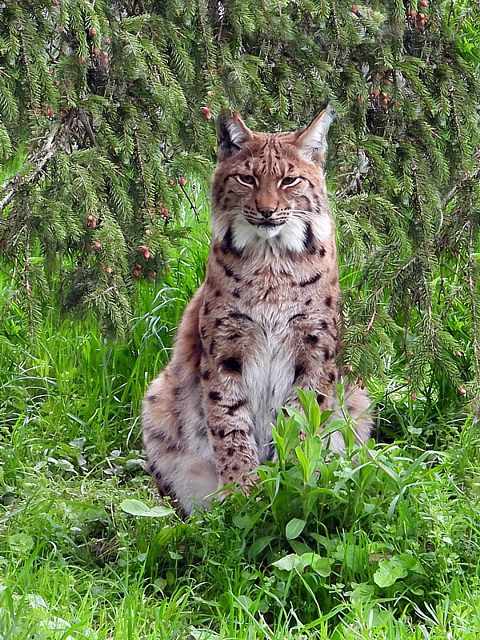 Lynx boral, lynx lynx