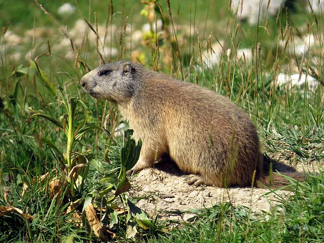 Marmotte, marmota marmota
