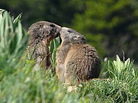 Couple de marmottes