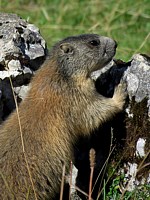 Marmotte debout