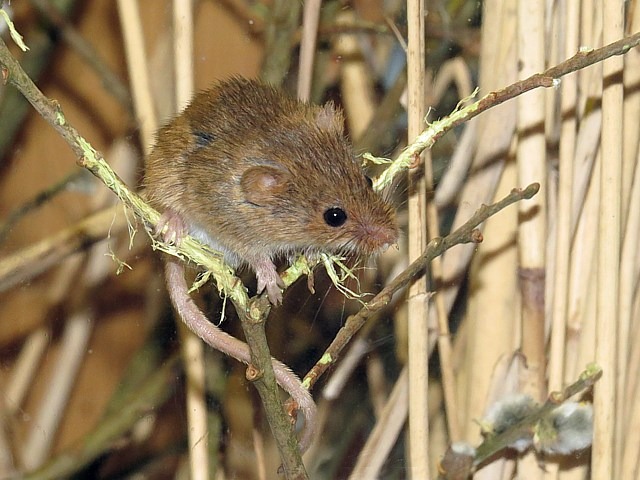 Rat des moissons, micromys minutus