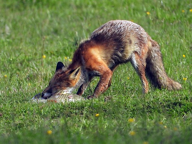 Repas de renard