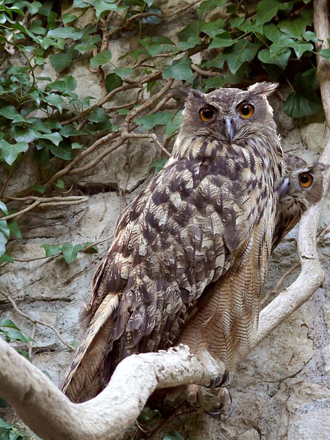 Hibou grand-duc
