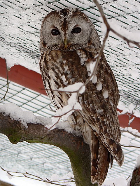 Chouette hulotte - strix aluco