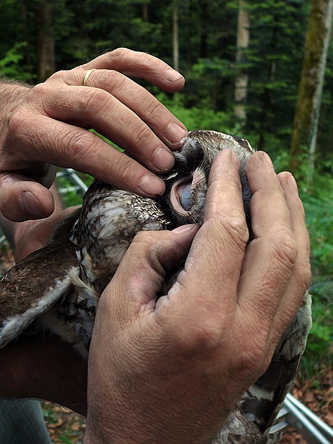 L'ouïe de la chouette hulotte