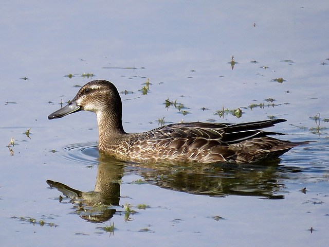 Sarcelle d't, anas querquedula