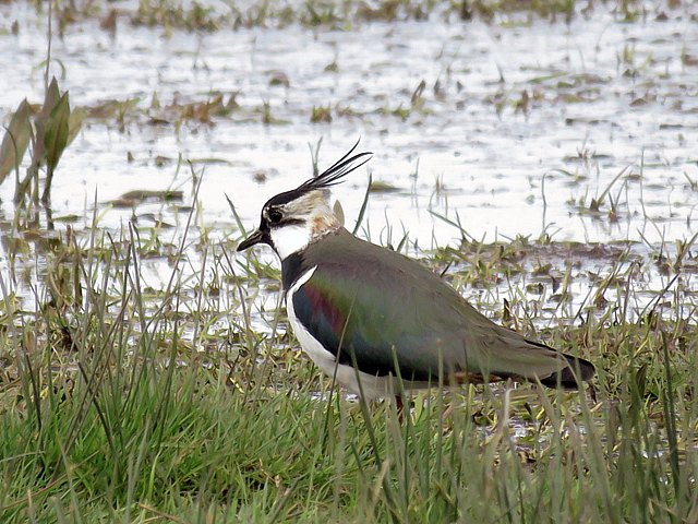 Vanneau hupp, vanellus vanellus