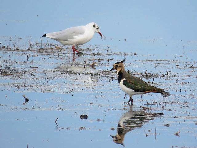 Vanneau hupp et mouette rieuse