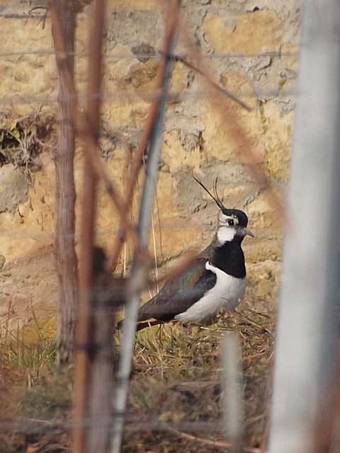 Vanneau hupp, vanellus vanellus